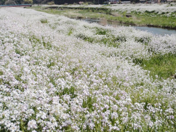 土手に咲くハマダイコンの花 鳥取の社長日記