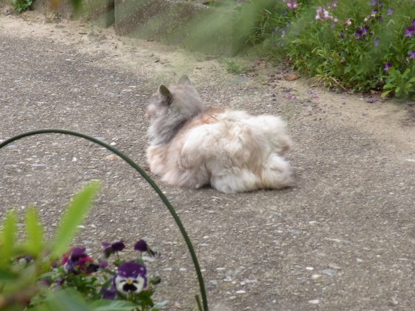 慣用句 聞いていないように振舞うが 実はしっかり聞いていることを 猫聞き または 猫耳を立てる と名付けた 鳥取の社長日記