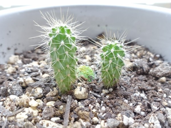 サボテンを種から5年ほど育てました 鳥取の社長日記
