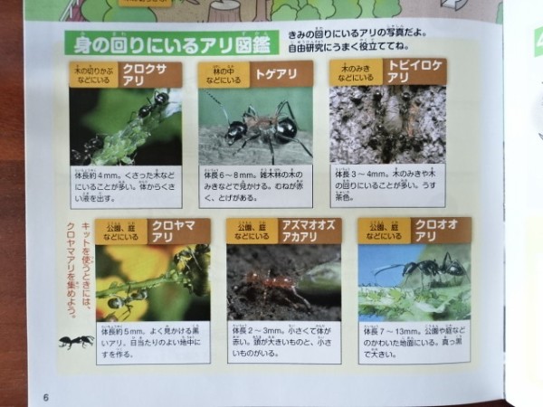 夏休みの自由研究 アリのす観察キット でアリを飼育し始めました 鳥取の社長日記