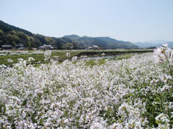 土手に咲くハマダイコンの花 鳥取の社長日記