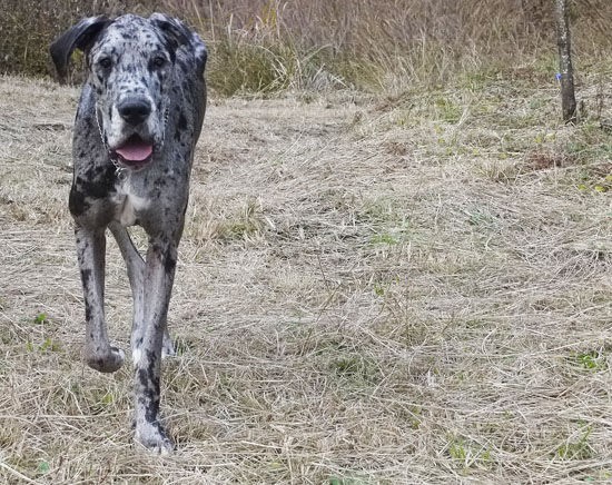 とうちゃん そうすけのやつがっ デーンのりぼんと とうちゃんのブログ