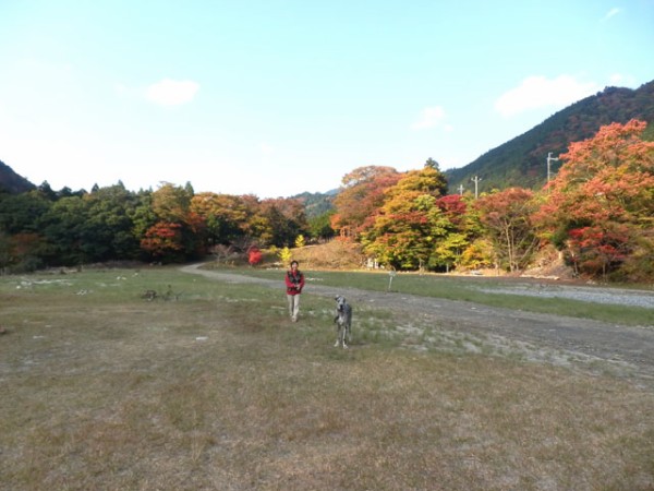 黄 和田 コレクション キャンプ 場 ペット