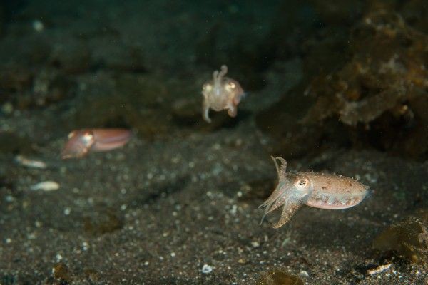 生態調査 イカの幼生はチヌの体に付いて共存する チヌはイカの幼生を食べる 竹村貸舟店 高知県 浦ノ内湾 宇佐 須崎市横浪半島沖の船釣り 釣果情報 ブログ