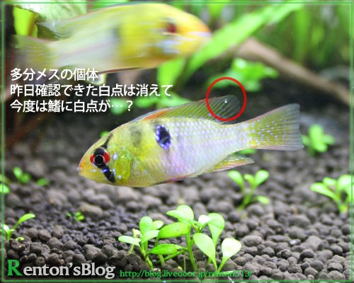 白点病っぽいラミレジィ Renton S Aquariumblog