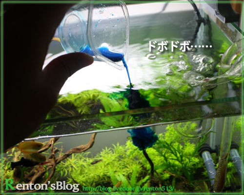 白点病治療 薬浴編 Renton S Aquariumblog