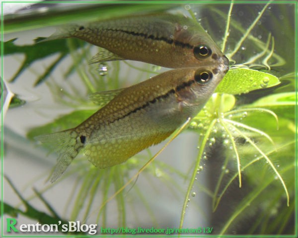 白点病完治しました Renton S Aquariumblog 白点病完治しました Renton S Aquariumblog
