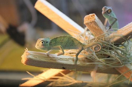 連日… : CANDLEブログ