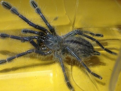 最高峰のタランチュラ、またまたオリジナル便で到着