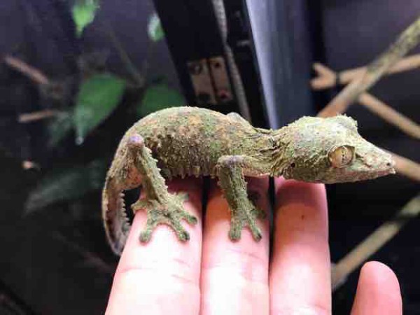 ヤモリ在庫リスト : CANDLEブログ