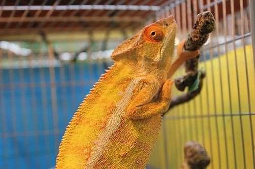 Vividie Chameleon オレンジ カメレオン 生物 Vividie Chameleon