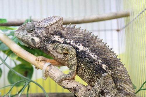 ReptiBreeze® | Zoo Med Laboratories, Inc.