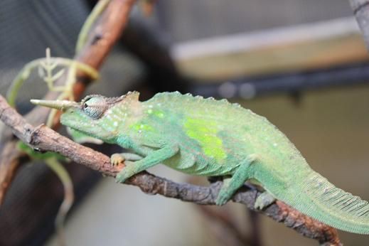 種別カメレオン考察 ～ヤマカメレオン～ : CANDLEブログ
