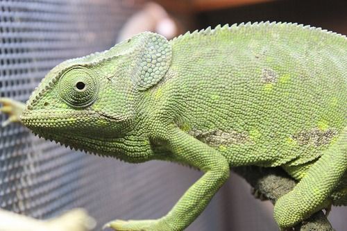 ロビ族　カメレオン シュライヒ 14858 カメレオン 4059433532318 | イオンスタイル