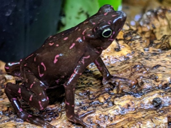頑固オヤジ便パンサーたち、カエルなどなどどっさり！！ : CANDLEブログ