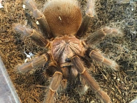 タランチュラ2（Tarantula2）日本語説明書付き