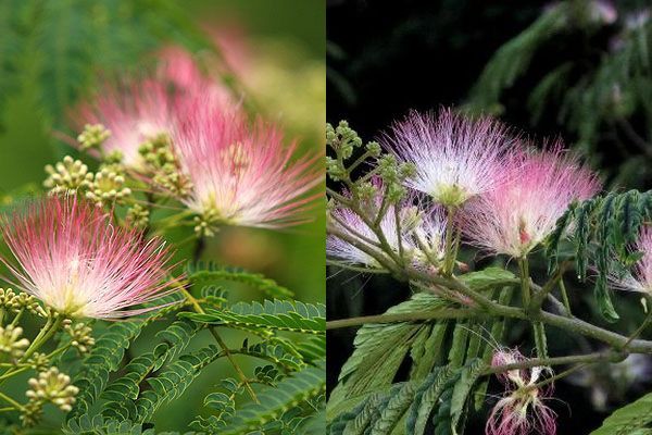 279 昼は咲き 夜は恋ひ寝る 合歓木の花 万葉歳時記 一日一葉