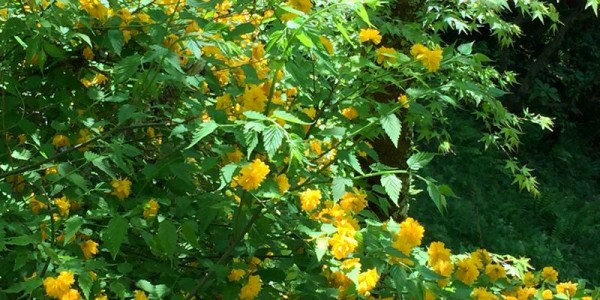 1304 花咲きて 実はならねども 長き日に 他全五首 万葉歳時記 一日一葉