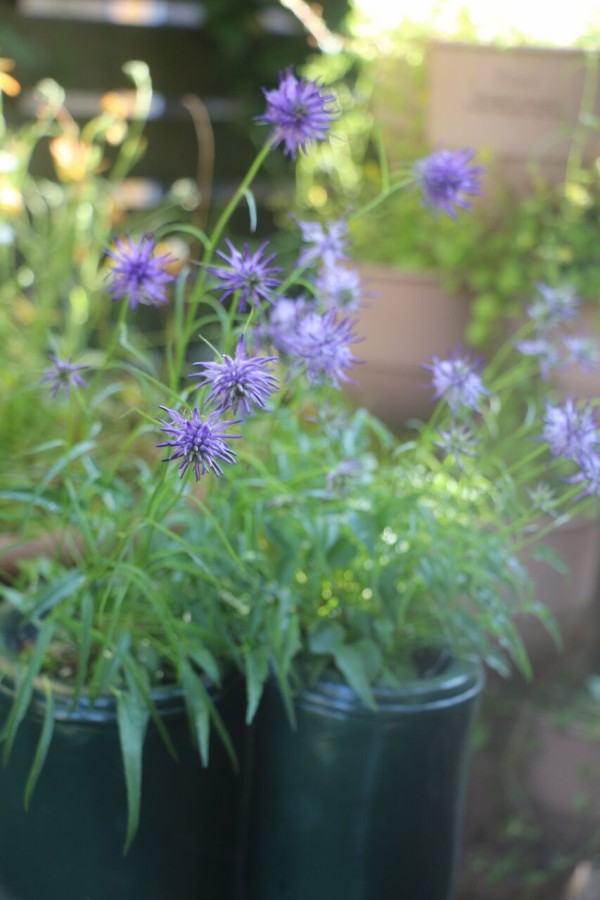 タマシャジン サンズコートガーデニング通信 By三橋理恵子 たねから育てるガーデニング