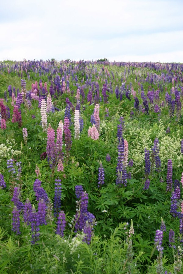 ルピナス サンズコートガーデニング通信 By三橋理恵子 たねから育てるガーデニング