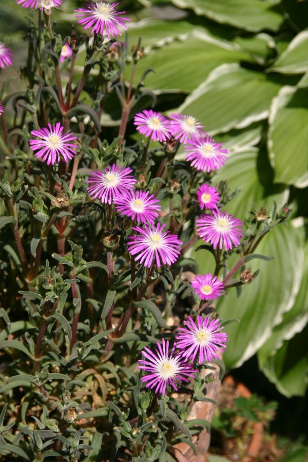 マツバギク サンズコートガーデニング通信 By三橋理恵子 たねから育てるガーデニング