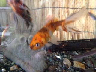 金魚用60cm水槽模様替え とりあえず
