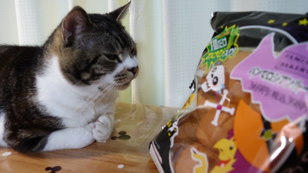 猫にわさびパンを当ててもらう!ファミマの『パンでロシアンルーレット