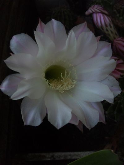 【至急発送】加藤剛　直筆サイン 至急発送】加藤剛 直筆サイン 至急発送】加藤剛 直筆サイン