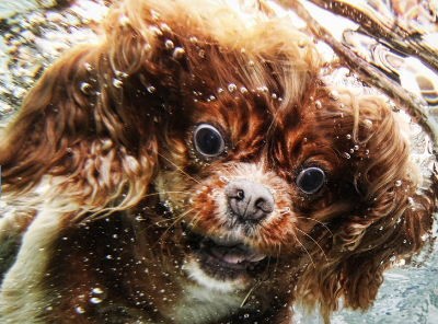 爆笑 犬の水中写真 バンクーバーの森