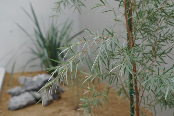 My植物図鑑 │ 地植えの「シルバーティーツリー」はモダンで