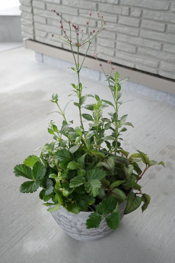 My植物図鑑 アルテルナンテラ アルテミス 365日のとっておき家事 Powered By ライブドアブログ