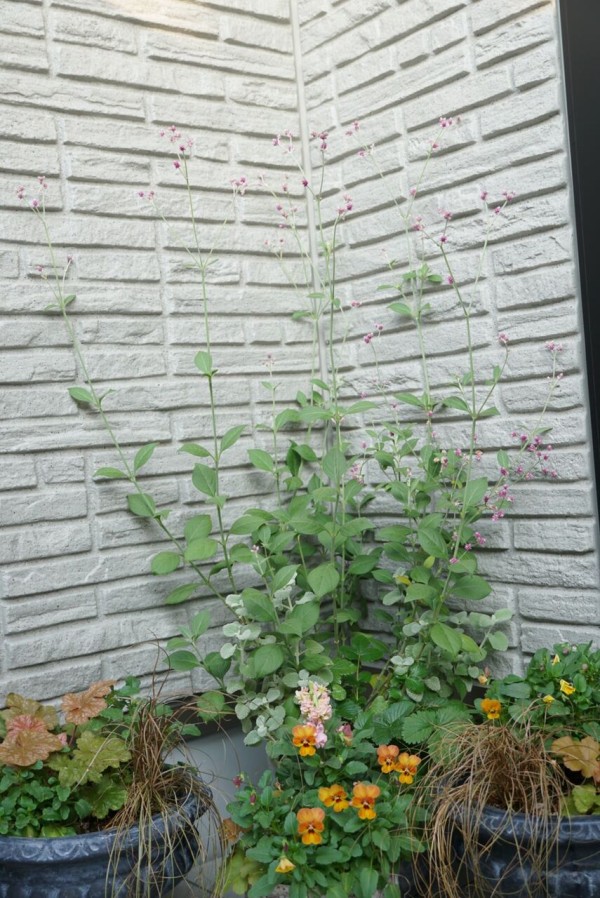 My植物図鑑 アルテルナンテラ アルテミス 365日のとっておき家事 Powered By ライブドアブログ