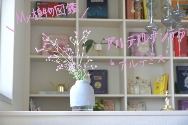 My植物図鑑 アルテルナンテラ アルテミス 365日のとっておき家事 Powered By ライブドアブログ