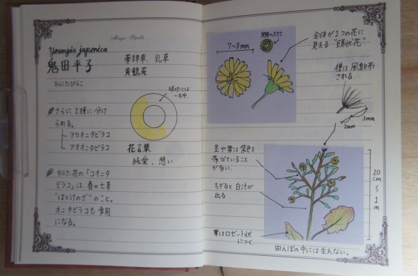 植物学ノート 植物のことを知ったら見える世界ががらりと変わった 365日のとっておき家事 Powered By ライブドアブログ