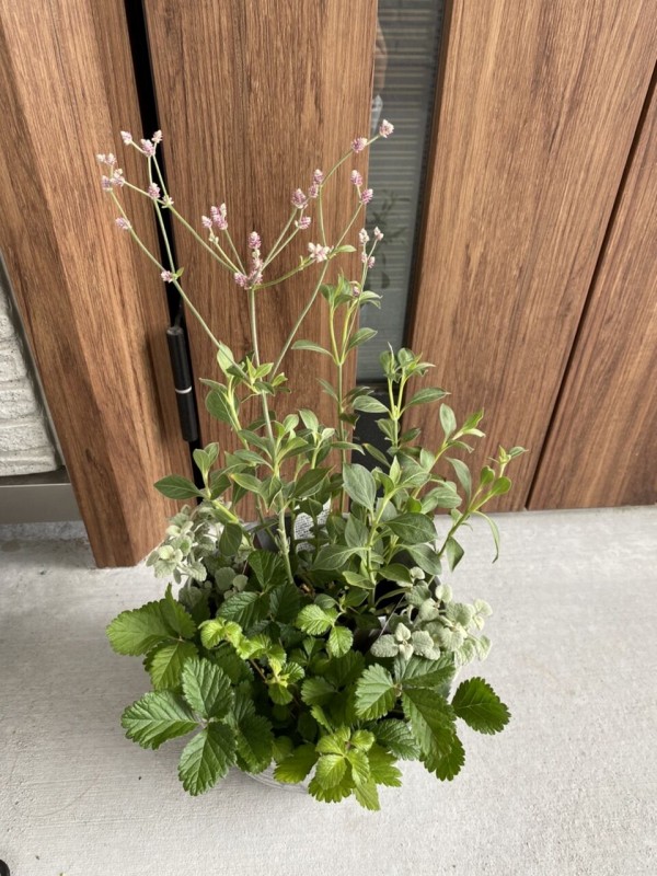 My植物図鑑 アルテルナンテラ アルテミス 365日のとっておき家事 Powered By ライブドアブログ