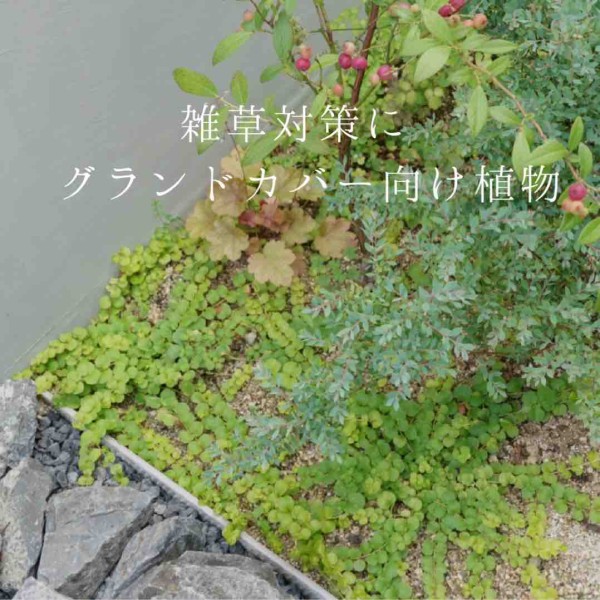 雑草対策に 実際に植えてみたグランドカバー植物３種 365日のとっておき家事 Powered By ライブドアブログ