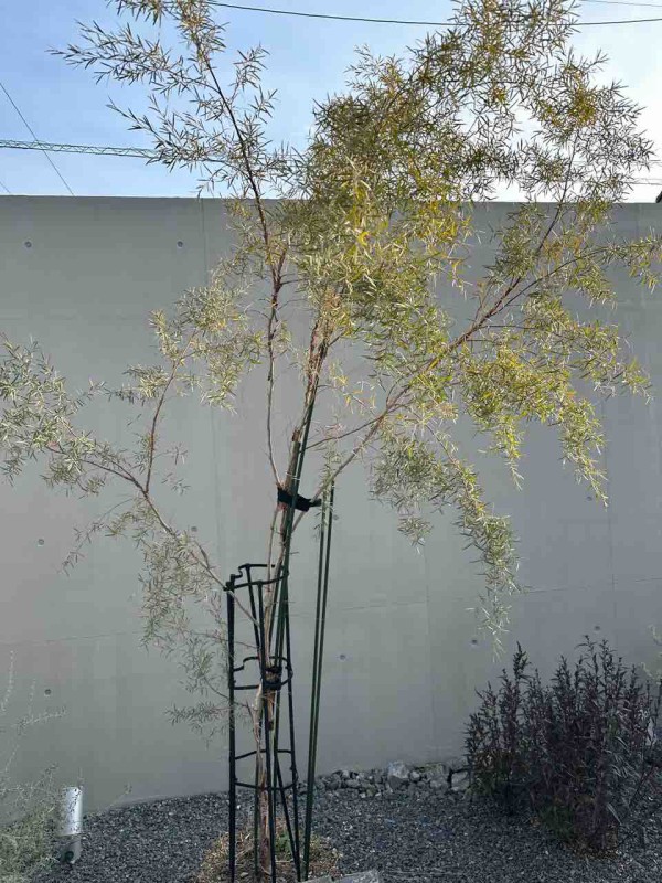 My植物図鑑 │ 地植えの「シルバーティーツリー」はモダンで