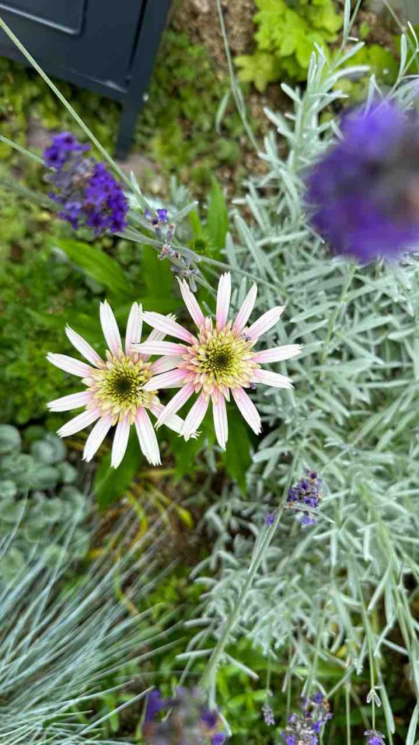 夏花壇に植えるおしゃれな花 エキナセア”チェリーフラフ” : 365日の