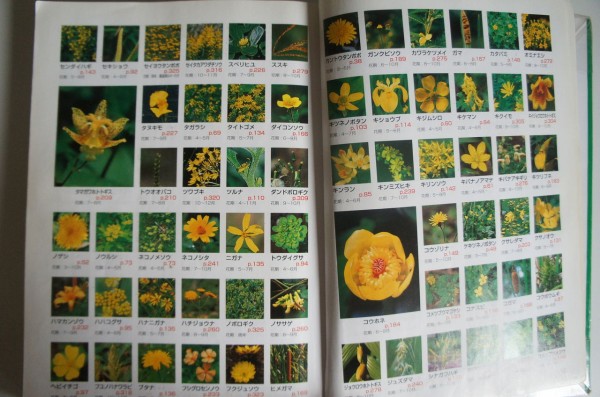 野の花組 雑草図鑑 本の比較あれこれ 365日のとっておき家事 Powered By ライブドアブログ 野の花組 雑草図鑑 本の比較あれこれ 365日のとっておき家事 Powered By ライブドアブログ