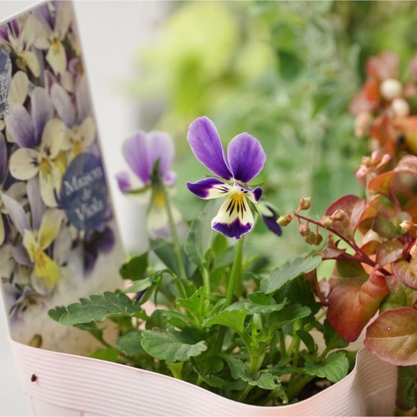 Fレア♡メゾンドビオラ♡侯爵令嬢♡３号♡ポットごと宅急便コンパクト レア♡メゾンドビオラ♡侯爵令嬢♡3号♡ポットごと宅急便コンパクト