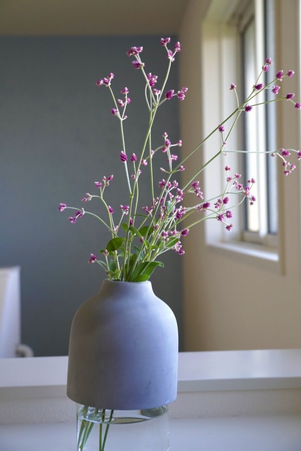 My植物図鑑 アルテルナンテラ アルテミス 365日のとっておき家事 Powered By ライブドアブログ