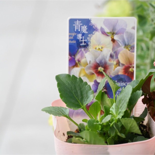 ラノベ小説のように幻想的なお花！ メゾンドビオラまとめ : 365日の