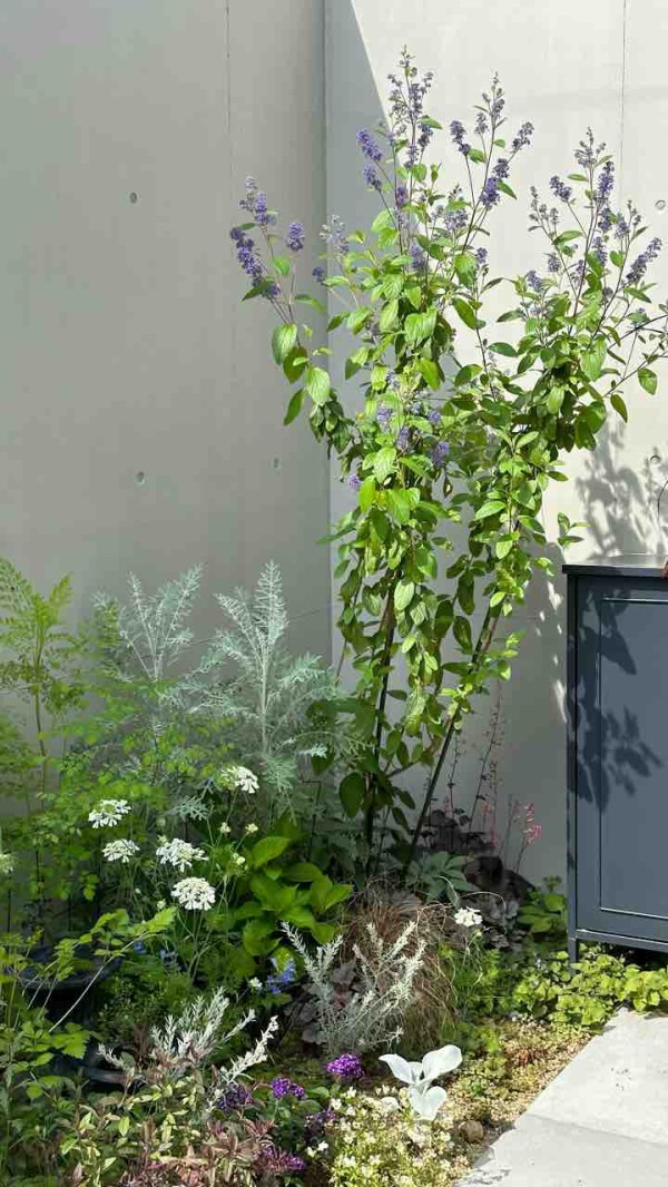 My植物図鑑│「セアノサス My植物図鑑│「セアノサス