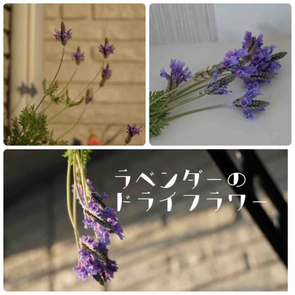 ドライフラワー作り 2つの方法 365日のとっておき家事 Powered By ライブドアブログ ドライフラワー作り 2つの方法 365日のとっておき家事 Powered By ライブドアブログ