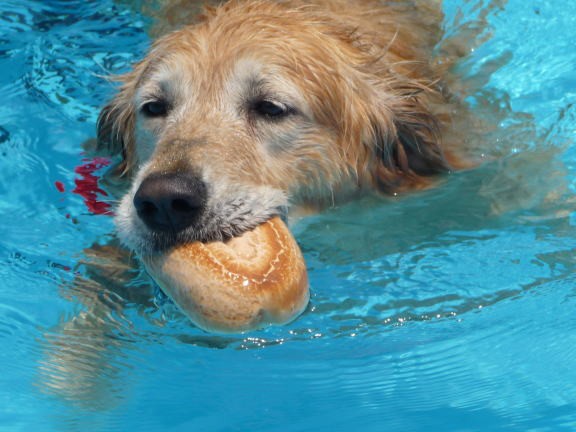 お約束のプールへ Happy りんご Diary