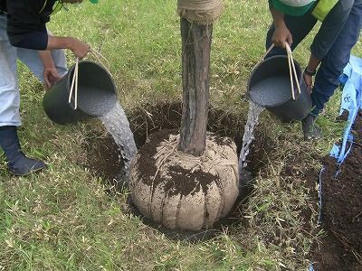 雨が１ヶ月降らない中の対策 造園と樹勢回復記録