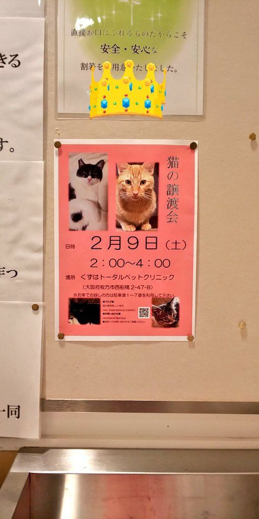 譲渡会 猫の家族探しｉｎ枚方