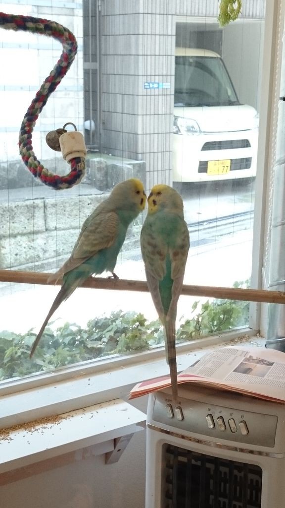ウワサのことりカフェに行ってきました 白文鳥を育てよう