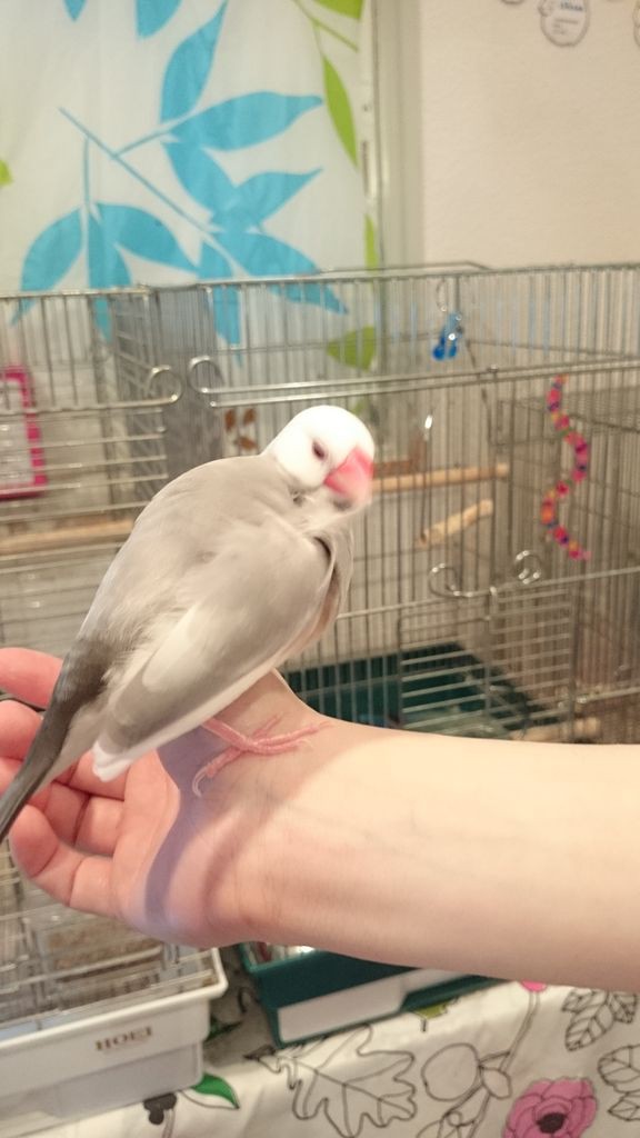 ウワサのことりカフェに行ってきました 白文鳥を育てよう