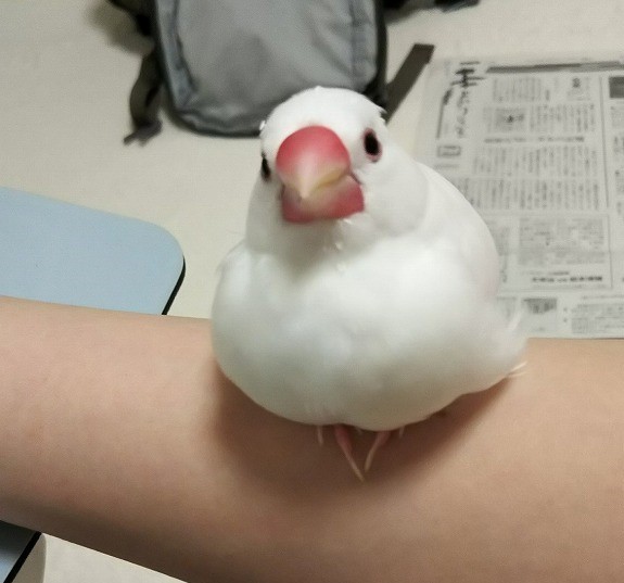 特大もふもふがやってきた 白文鳥を育てよう